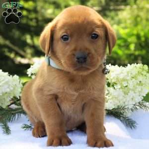 Asher, Fox Red Labrador Retriever Puppy